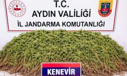 Zeytin bahçesindeki sera içerisinde 208 kök Hint keneviri ele geçirildi