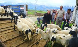 Doğal tulum peyniri için yayla yolculuğu başladı
