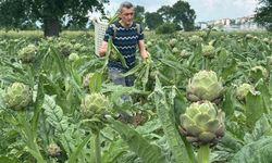Hasanağa enginarında hasat sezonu başladı