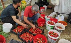 Çilekte kriz: Üretici destek bekliyor, ürünler elde kaldı