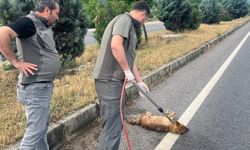 Yaralı çakal koruma altına alındı