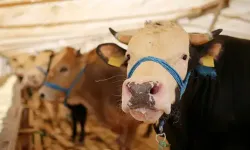 Mezitli’de kurban satış ve kesim yerleri belli oldu