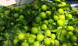 Mersin'de can eriği altın çağını yaşıyor