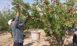 Tescilli sofralık kayısıda hasat başladı