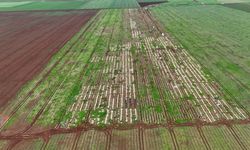 Ceviz büyüklüğünde dolu, tarım arazilerine zarar verdi
