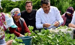 Bin dönüm arazide fasulye hasadı başladı