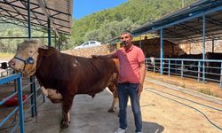 1 ton 200 kilogramlık dana 450 bin TL'ye alıcı buldu