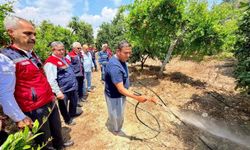 Akdeniz meyve sineğine karşı çalışmalar devam ediyor
