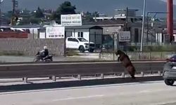 Orta refüjde tehlikeli keçi kovalama