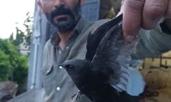 Besicinin ipe dolanan ebabili kurtardığı anlar kamerada