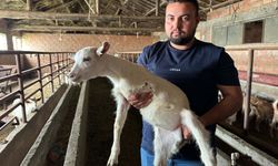 Çanakkale’de 3 bacaklı doğan oğlak, yaşama tutundu