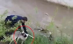 Çar Çayı'na düşen köpeği, elini ısırmasına rağmen kurtardı