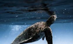 Caretta Caretta yavruları için geri sayım başladı