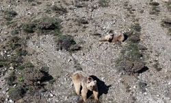 Dronla bozayıları sürüden uzaklaştırdı