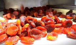 Zirai don etkisine rağmen Malatya kayısısında büyük başarı
