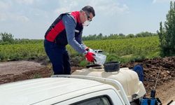 Adana’da, Akdeniz meyve sineğiyle mücadele çalışması