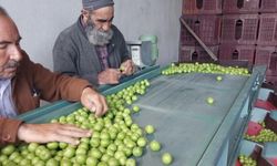 Erik hasadı üreticinin yüzünü güldürdü