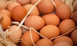 TÜİK: Aylık yumurta ile tavuk eti üretimi arttı