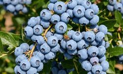 Mersin'de blueberry hasadı başladı