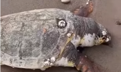 Mezitli sahilinde ölü caretta caretta bulundu