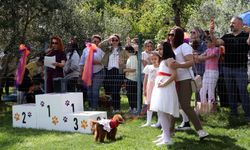 Şıklıklarıyla yarıştılar: Köpekler jüri karşısında