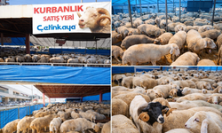Çetinkaya’dan Mersin’de güvenli kurban hizmeti