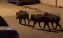 Domuz sürüsü yiyecek için mahalleye indi