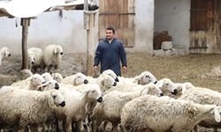 Köyüne döndü, hayvan sevgisiyle sağlığına kavuştu