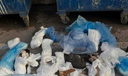 Çöp konteynerinin önündeki poşette 33 ölü kedi bulundu