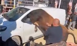 Kaçan boğa minibüsün camından içeri girmeye çalıştı