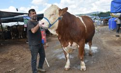 1 ton 250 kiloluk “Haso Ağa” 480 Bin TL’ye datıldı