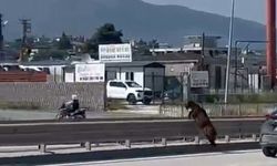 Sahibinin elinden kaçan kurbanlık keçi trafiği birbirine kattı