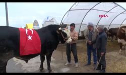 1 ton ağırlığındaki boğa 420 bin TL'ye satıldı