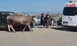 Kurban pazarında kaçan boğa paniğe neden oldu