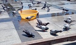 Mersin’de kuş beslemek bir gelenek haline geldi