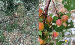 Dolu, kayısı ve zeytinlere zarar verdi