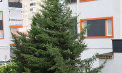 Adana'nın kuzey ilçelerinde kuvvetli rüzgar etkili oldu
