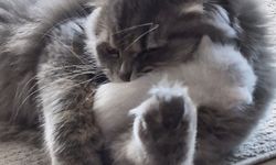 Erkek kedi Jakops annesiz kalan yavrulara sahip çıktı