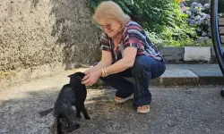 Öğretmenlerden yaralı kediye destek