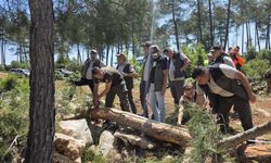 Orman Bölge Müdüründen ormancılık faaliyetlerine denetim