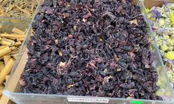 Yaz sıcaklarında 'Hibiskus'a yoğun ilgi