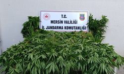 Ormanda kenevir yetiştiren 2 kişi tutuklandı