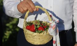 Çilekte 10 bin 900 ton rekolte bekleniyor