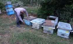 Arıcıların keven ve kekik balı üretimi için yayla yolculuğu başladı