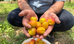Ziraat mühendisinin önerisiyle başladı, verimden memnun kaldı