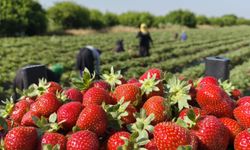 Silifke'de çilek hasadı tamamlanıyor