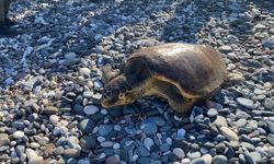 Tedavisi tamamlanan Caretta Caretta bir yıl sonra denizle kavuştu