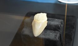 3 milyon yıllık megalodon ilgi odağı oldu