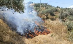 Aydın'da maki yangını; 40 dekar alan zarar gördü