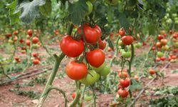 Yazlık domateste hasat sezonu başladı